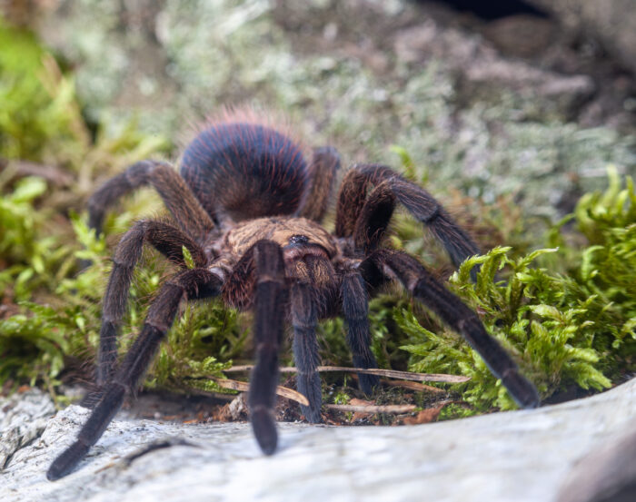 Phormictopus auratus / Ptasznik złocisty - obrazek 4