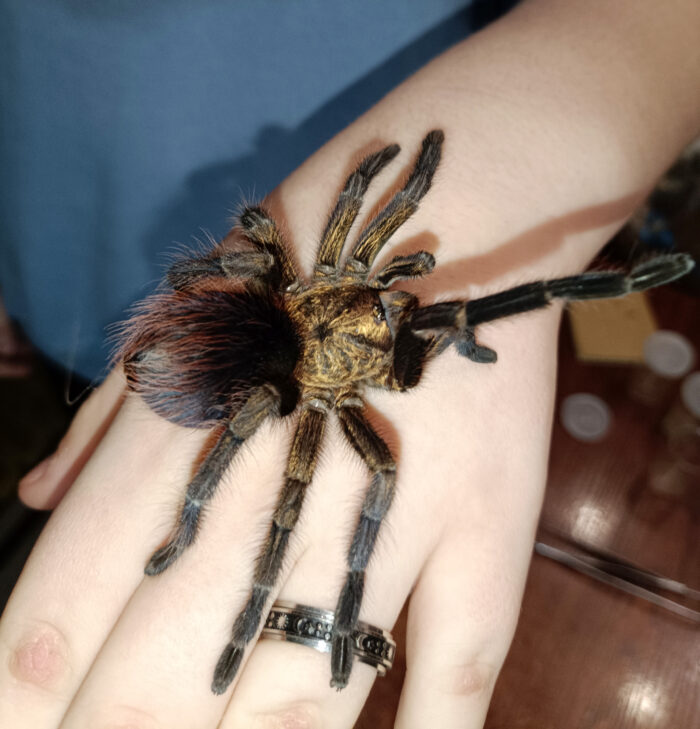 Phormictopus auratus / Ptasznik złocisty - obrazek 5