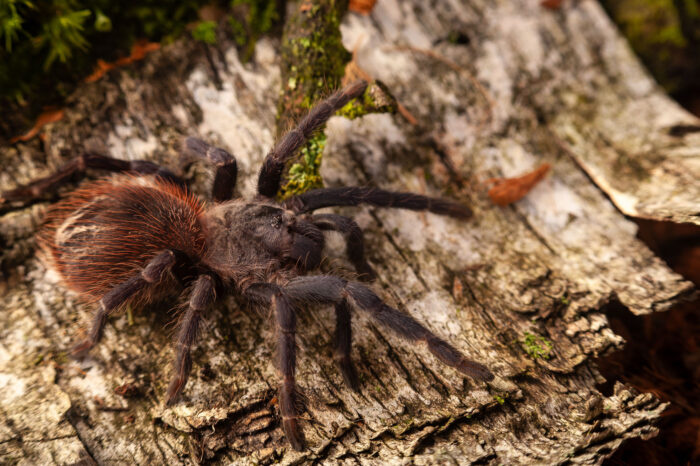Lasiocyano sazimai (ex. Pterinopelma sazimai) - obrazek 2