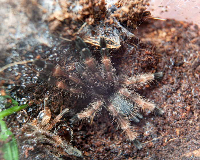 Psalmopoeus reduncus / Harfiarz odmienny
