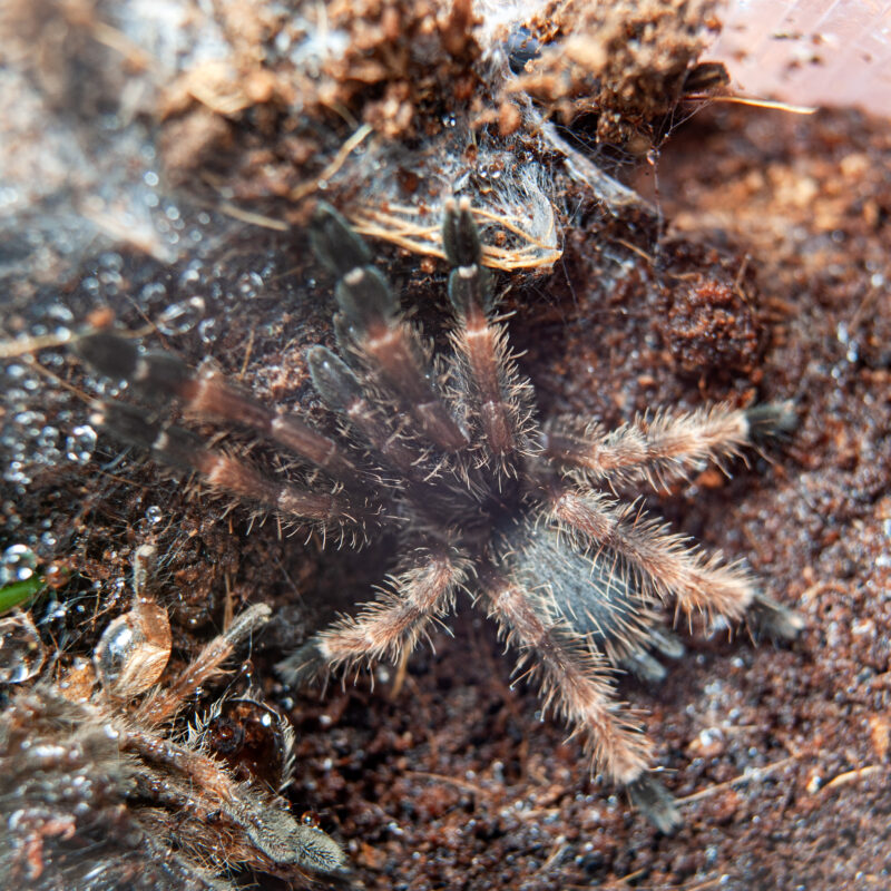 Psalmopoeus reduncus / Harfiarz odmienny