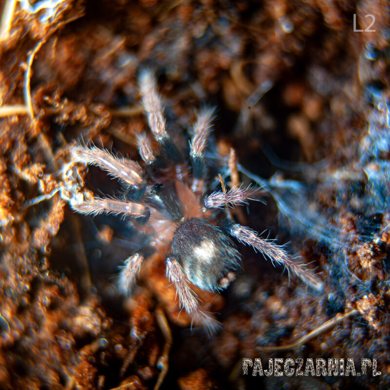 Cyriocosmus elegans