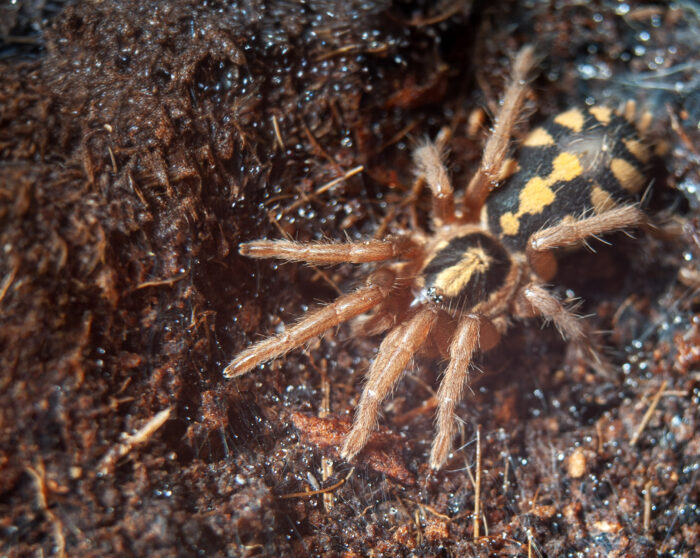 Hapalopus formosus - obrazek 3