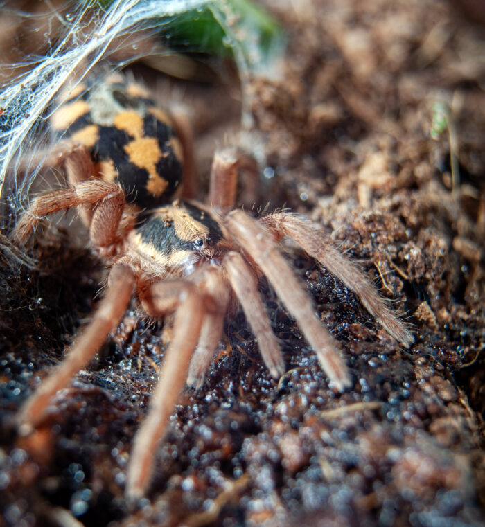 Hapalopus formosus