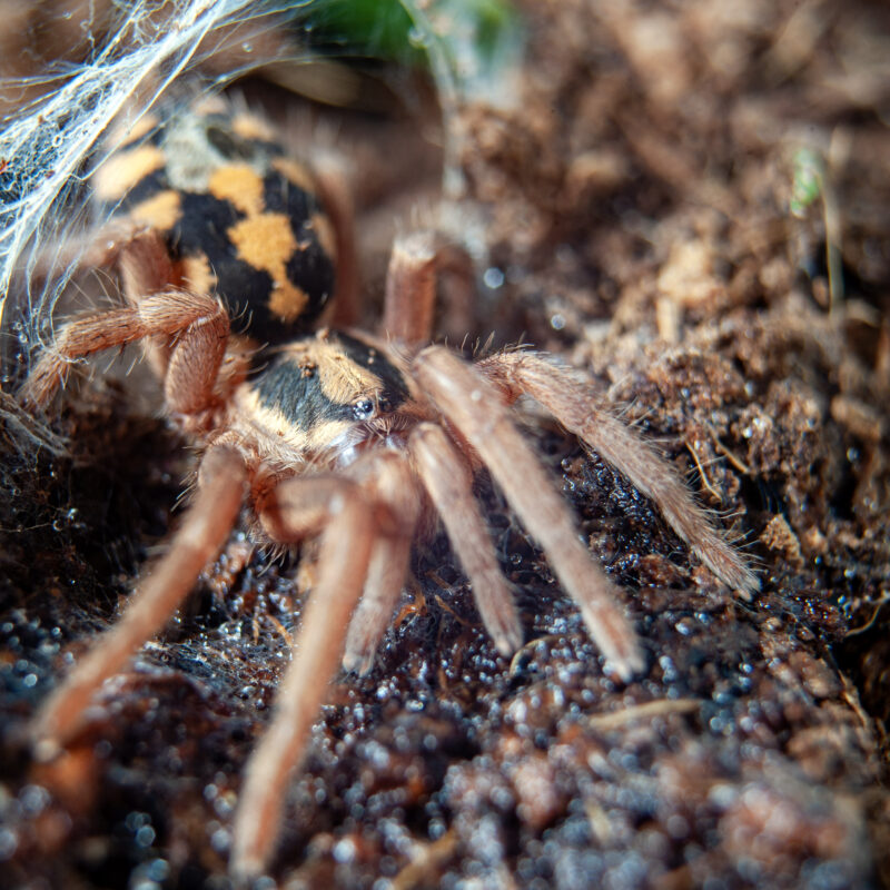Hapalopus formosus
