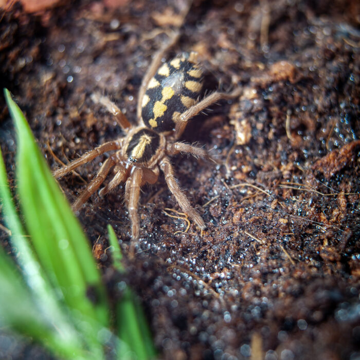 Hapalopus formosus - obrazek 2