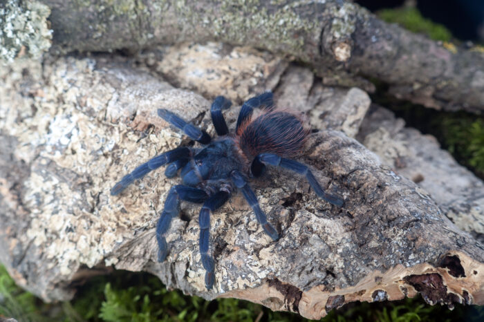 Lasiocyano sazimai (ex. Pterinopelma sazimai)