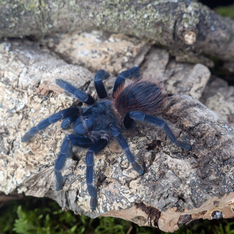 Lasiocyano sazimai (ex. Pterinopelma sazimai)