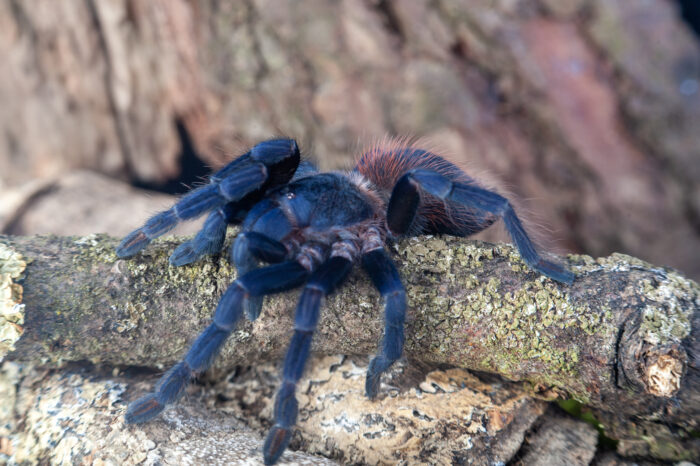 Lasiocyano sazimai (ex. Pterinopelma sazimai) - obrazek 3
