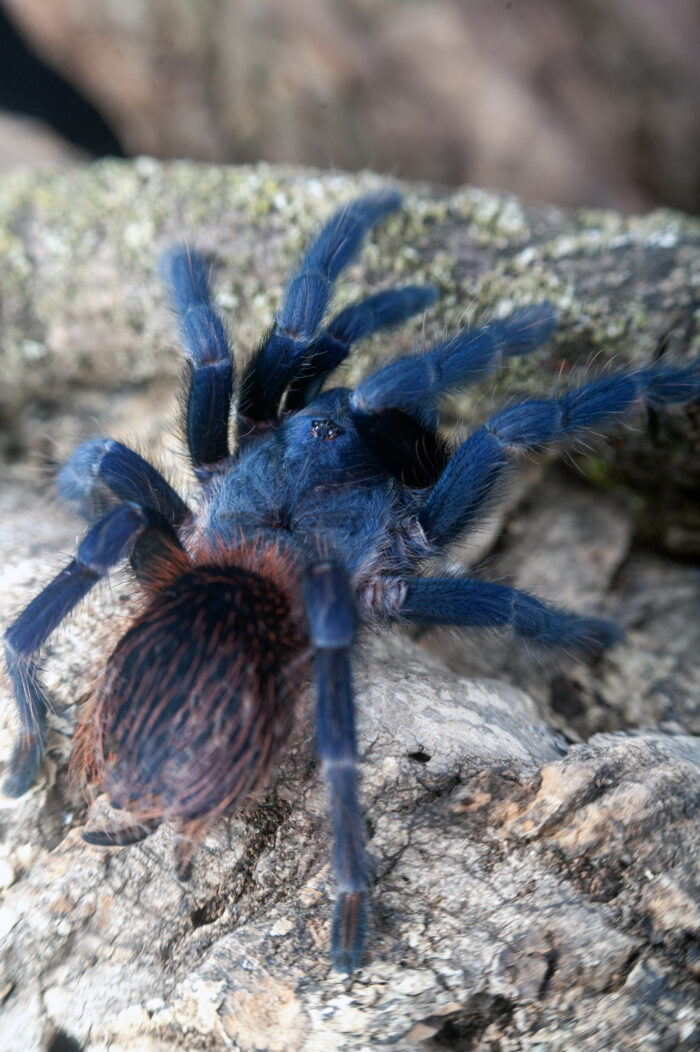 Lasiocyano sazimai (ex. Pterinopelma sazimai) - obrazek 4