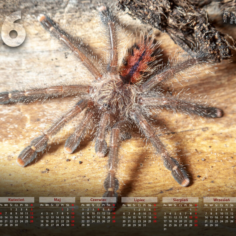 Tapeta na pulpit Kalendarz 2026